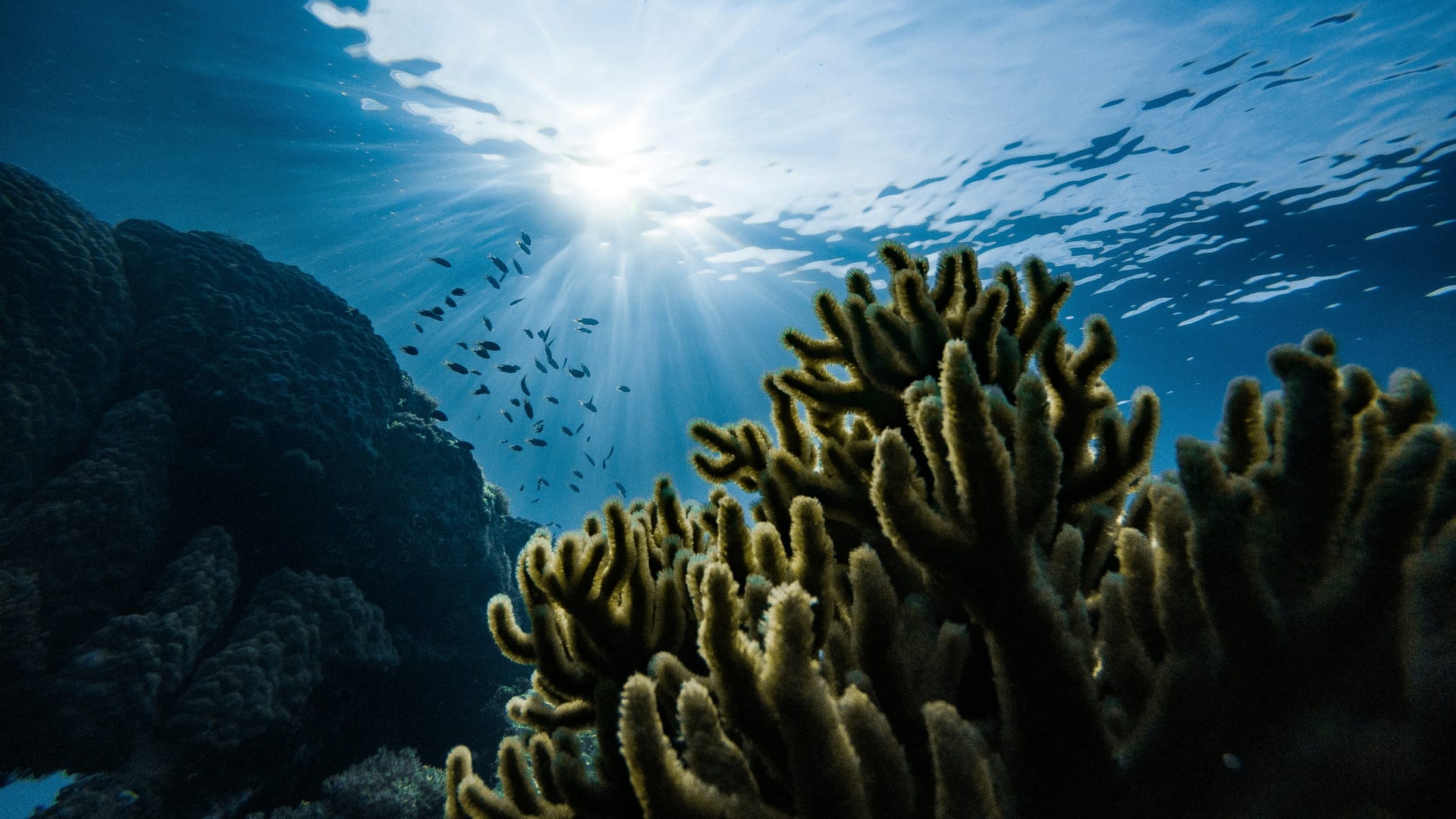 Underwater reef and sunlight