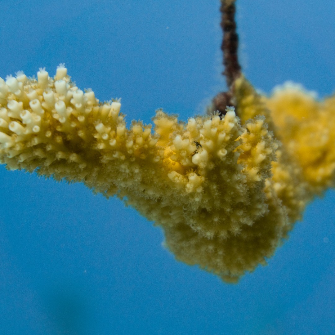 Coral reef restoration