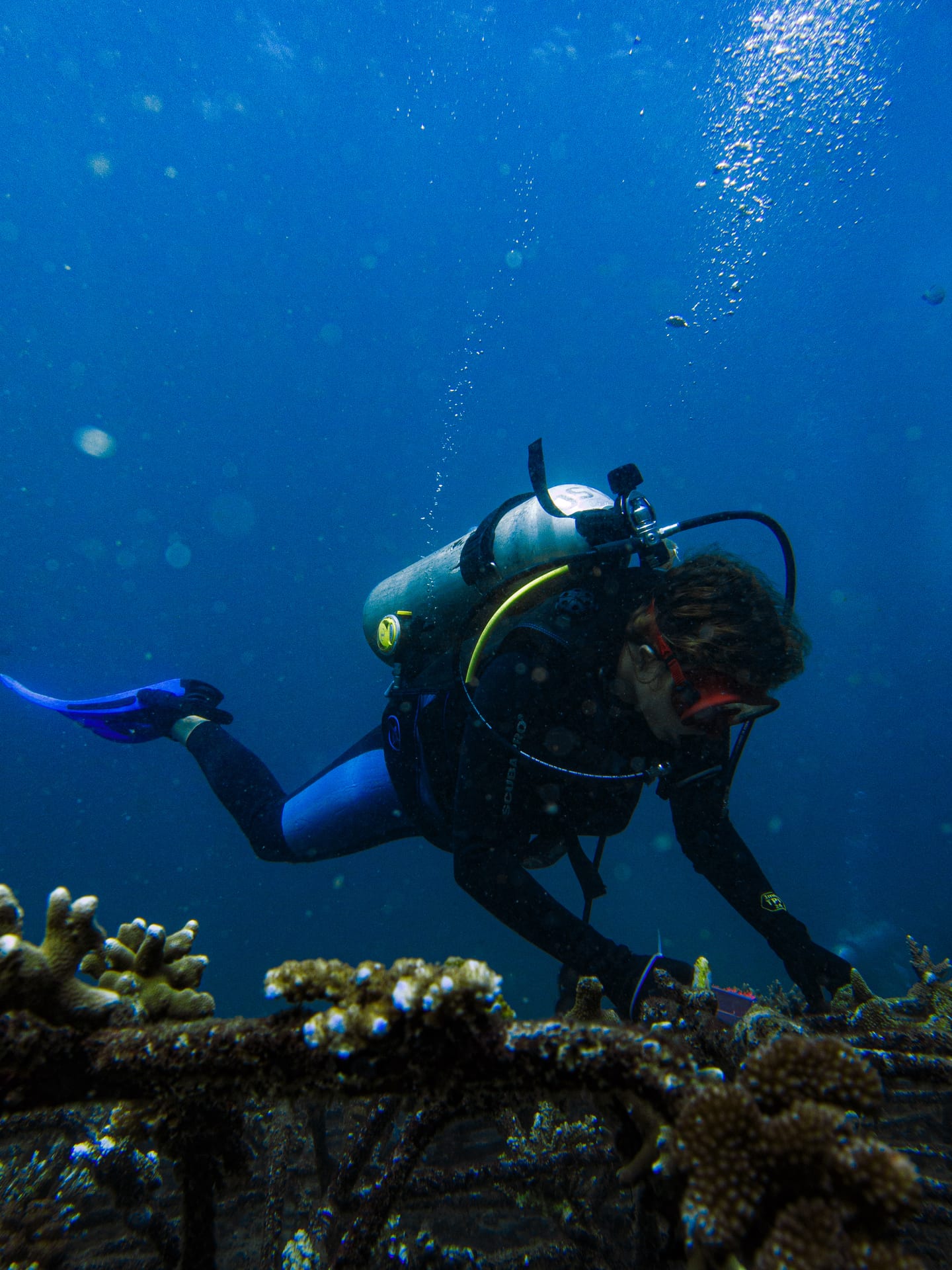 Coral Restoration
